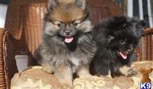 pomeranian puppy posted by Jessica reynolds
